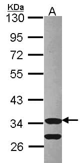 Polyclonal Rabbit anti-Human CDK3 Antibody (aa1-238, WB)