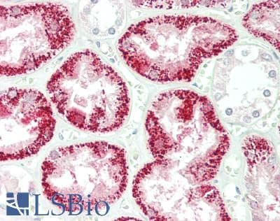 IHC-plus™ AGMAT Antibody (N-Terminus)