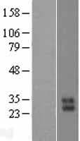 KLK10 / Kallikrein 10 Protein (Over-Expression Lysate Myc-DDK (Flag))