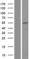 CACNB4 Protein (Over-Expression Lysate Myc-DDK (Flag))