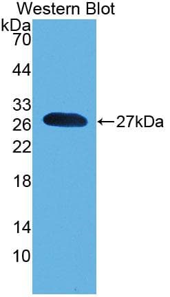 PNOC / Nociceptin Antibody (aa12-181)