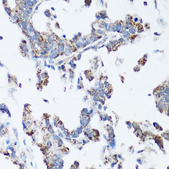 SRC Antibody