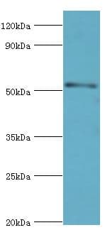 SMAD9 Antibody (aa1-300)