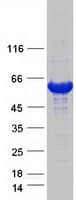 Human FTCD / 58K Golgi Protein (Recombinant Myc-DDK (Flag))