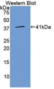 WNT3A Antibody (aa19-352)