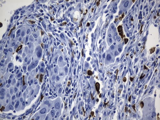 MSR1 / CD204 Antibody (aa197-451, clone UMAB247, Carrier-free)