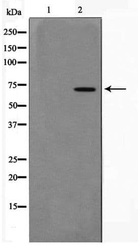 PIAS3 Antibody