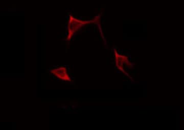 BMP3 Antibody