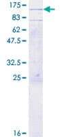 Human TAP2 Protein (Recombinant GST)