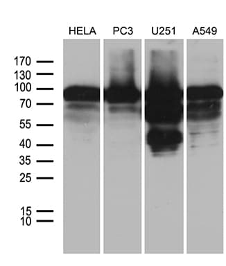 Monoclonal Mouse anti-Human AFAP1 / AFAP Antibody (clone OTI1E9, WB)