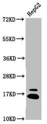 HIST1H3A Antibody