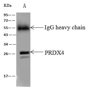 PRDX4 / Peroxiredoxin 4 Antibody (Preservative Free)