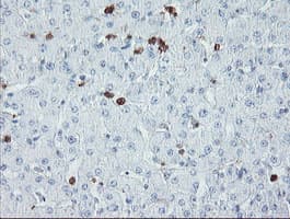USP36 Antibody (clone OTI7G3)
