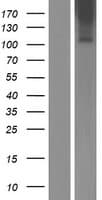 ADGRF1 / GPR110 Protein (Over-Expression Lysate Myc-DDK (Flag))