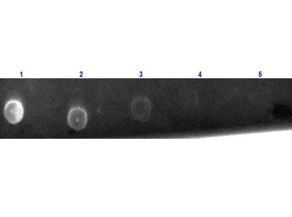 Goat Anti-Hamster IgG Secondary Antibody (TR)