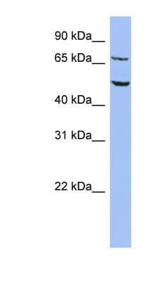 REPIN1 Antibody (C-Terminus)