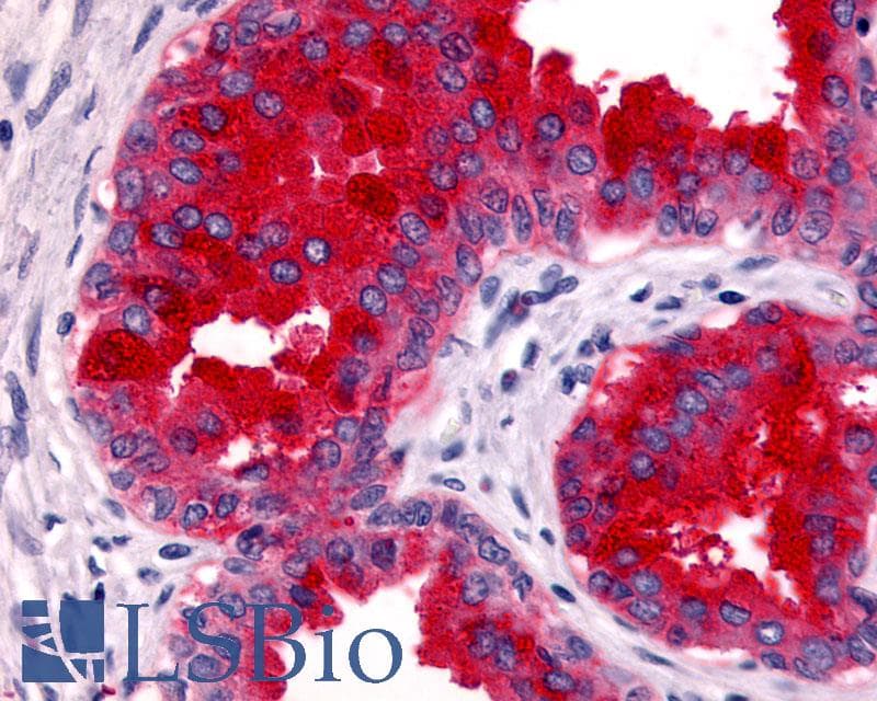 IHC-plus™ GPR45 Antibody (Extracellular Domain)