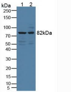 DCLK / DCLK1 Antibody (aa390-647)