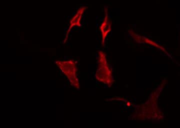 MARCH3 Antibody
