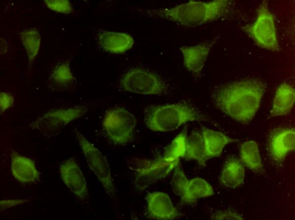HMOX2 / Heme Oxygenase 2 Antibody (clone 1D8-1A8)