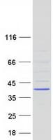 Human ZC2HC1C Protein (Recombinant Myc-DDK (Flag))