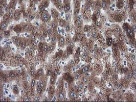 ERGIC-53 / LMAN1 Antibody (clone OTI1E3)