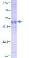 Human FYCO1 Protein (Recombinant GST)