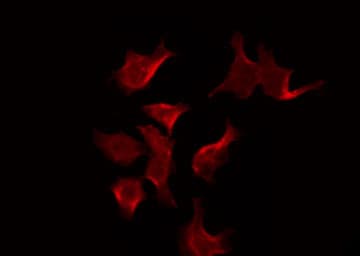 Htr5b Antibody