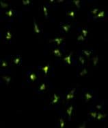PathPlus™ NANOG Antibody (aa94-123)