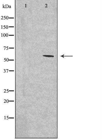 CLK1 / CLK Antibody