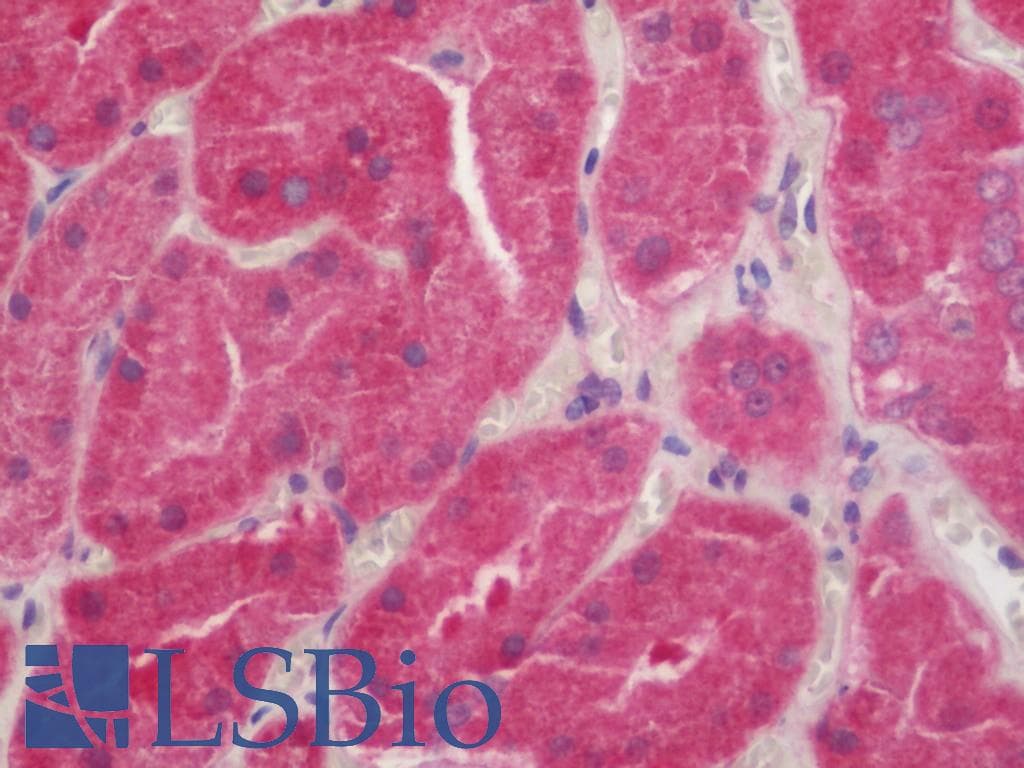 IHC-plus™ DPP9 Antibody (clone 1G9)