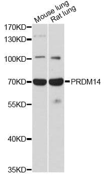 PRDM14 Antibody