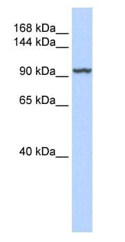 KDM4C / JMJD2C Antibody (C-Terminus)