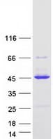 Human ZNF167 Protein (Recombinant Myc-DDK (Flag))