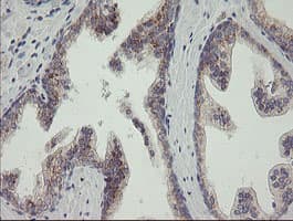 RAB30 Antibody (clone OTI3C6, Carrier-free)
