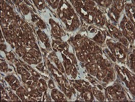 ROMO1 Antibody (clone OTI2C12)