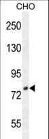 Polyclonal Rabbit anti-Human C1orf107 / DEF Antibody (aa2-30, IHC, IF, WB)