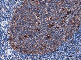 SQSTM1 Antibody (clone OTI4A12, Carrier-free)