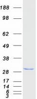 Human KHDC3L / ECAT1 Protein (Recombinant Myc-DDK (Flag))