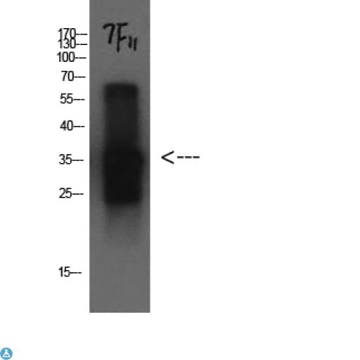 CST3 / Cystatin C Antibody
