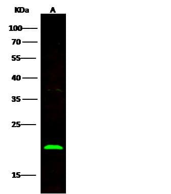 BID Antibody (clone 002, Preservative Free)