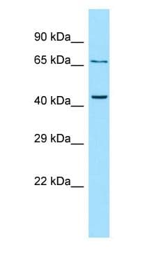 PTHR2 / PTH2R Antibody (C-Terminus)