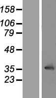 LRRC10 Protein (Over-Expression Lysate Myc-DDK (Flag))
