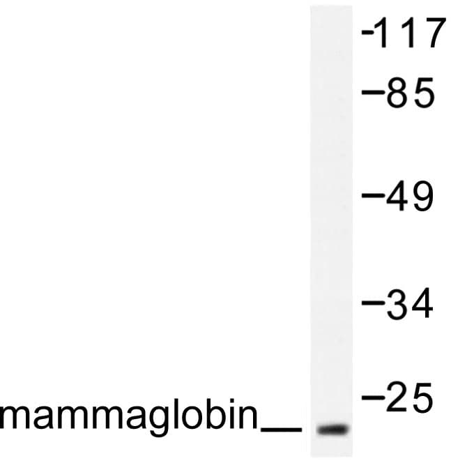 SCGB2A2 / Mammaglobin A Antibody (Phe66)