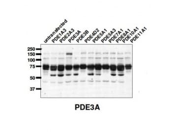 PDE3A Antibody (C-Terminus)