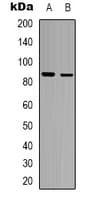 FRS2 Antibody (Internal)