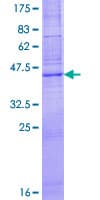Human CLDN7 / Claudin 7 Protein (Recombinant GST)