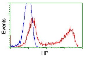 HP / Haptoglobin Antibody (clone OTI1F9)