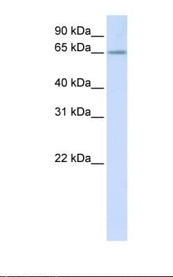 RSPRY1 Antibody (aa74-123)