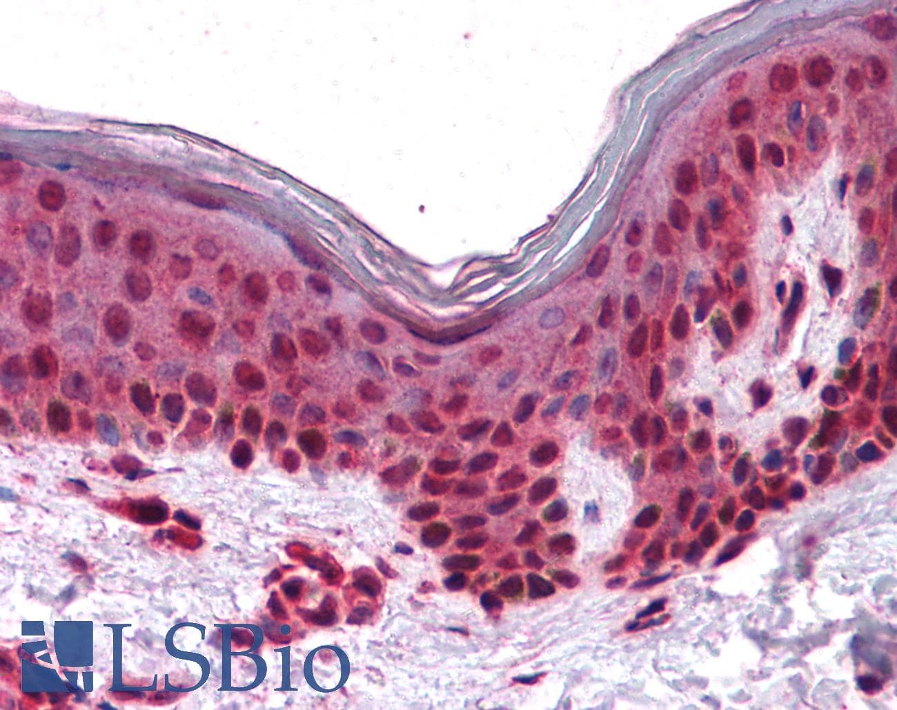 IHC-plus™ SLC5A6 / SMVT Antibody (N-Terminus)